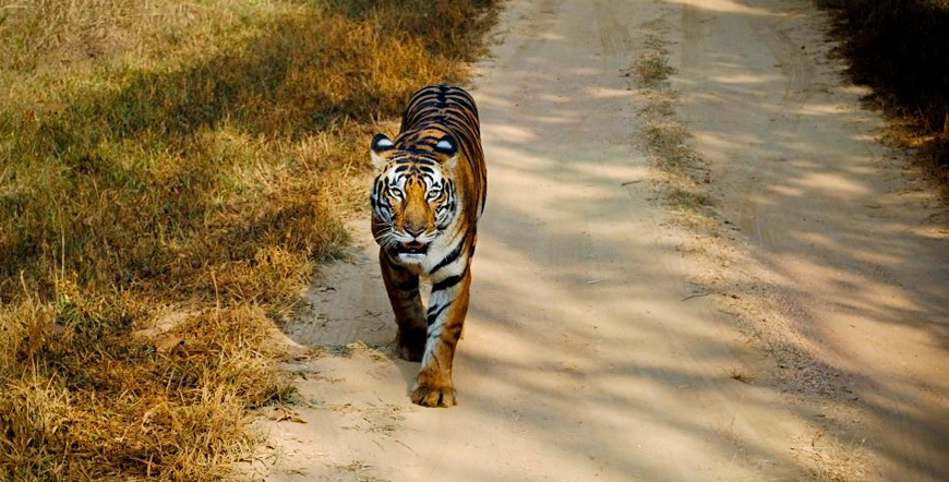 Golden Triangle and Corbett Tours